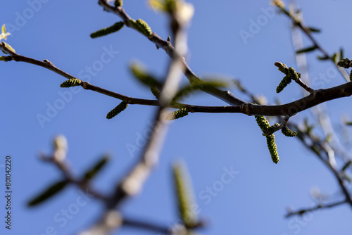 flowering walnut trees in the orchard