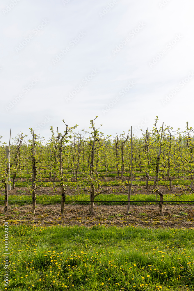 Fototapeta premium apple trees in the orchard in cloudy weather