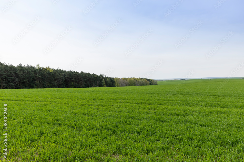 a new fertile wheat harvest in late spring a new fertile wheat harvest in late spring