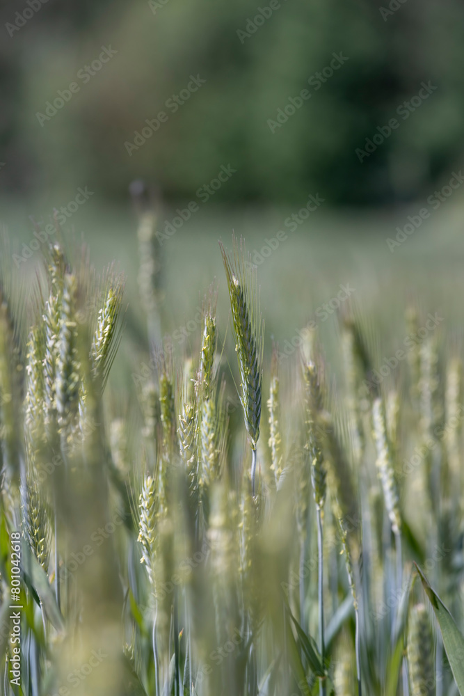 a new wheat crop in a field near the forest a new wheat crop in a field near the forest