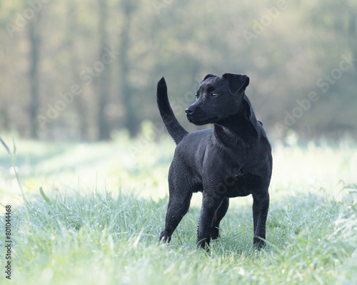 Young black Patterdale terrier  also called Fell terrier. Outside in grass field.