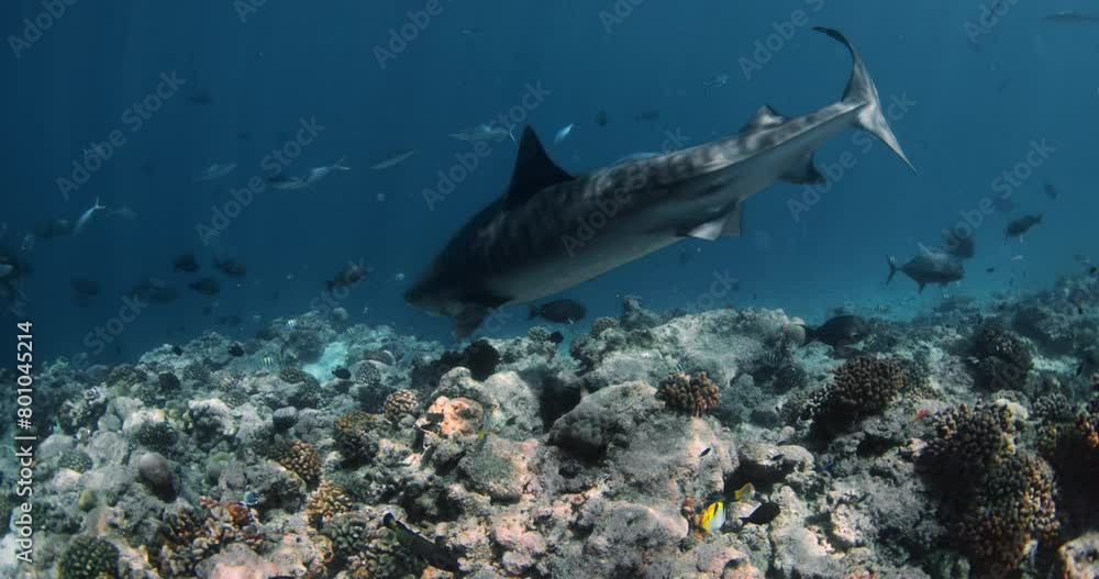 Tiger shark underwater in blue ocean. Diving with Tiger sharks in Fuvahmalah