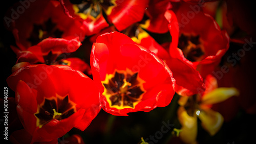 Red Blossoms in Soft Focus