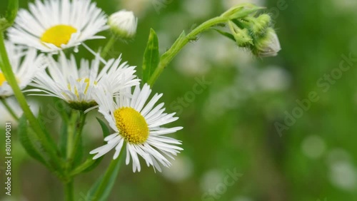 White daisy field. field of white daisies in the wind swaying close up. Concept: nature, flowers, spring, biology photo