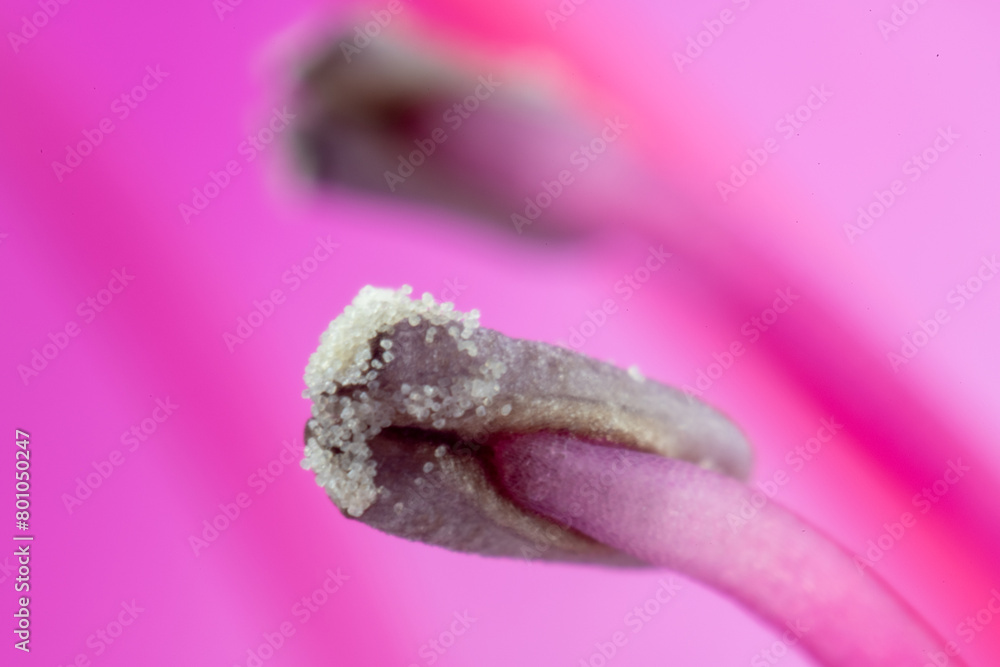 Stamen and pollen of azalea (Rhododendron)