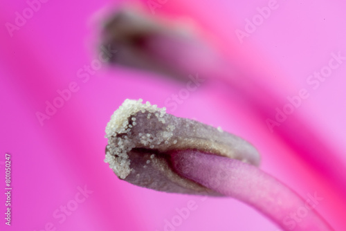 Obraz na płótnie Stamen and pollen of azalea (Rhododendron) w salonie