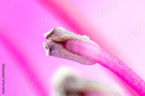 Obraz na płótnie Stamen and pollen of azalea (Rhododendron) w salonie