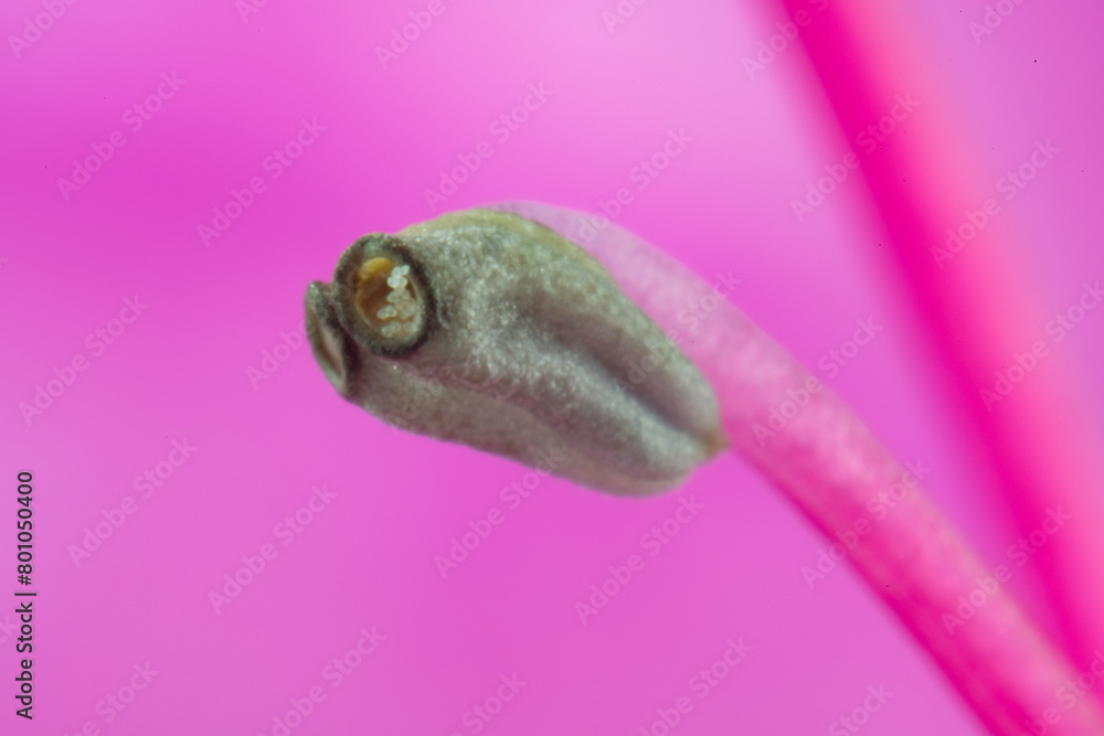 Stamen and pollen of azalea (Rhododendron)