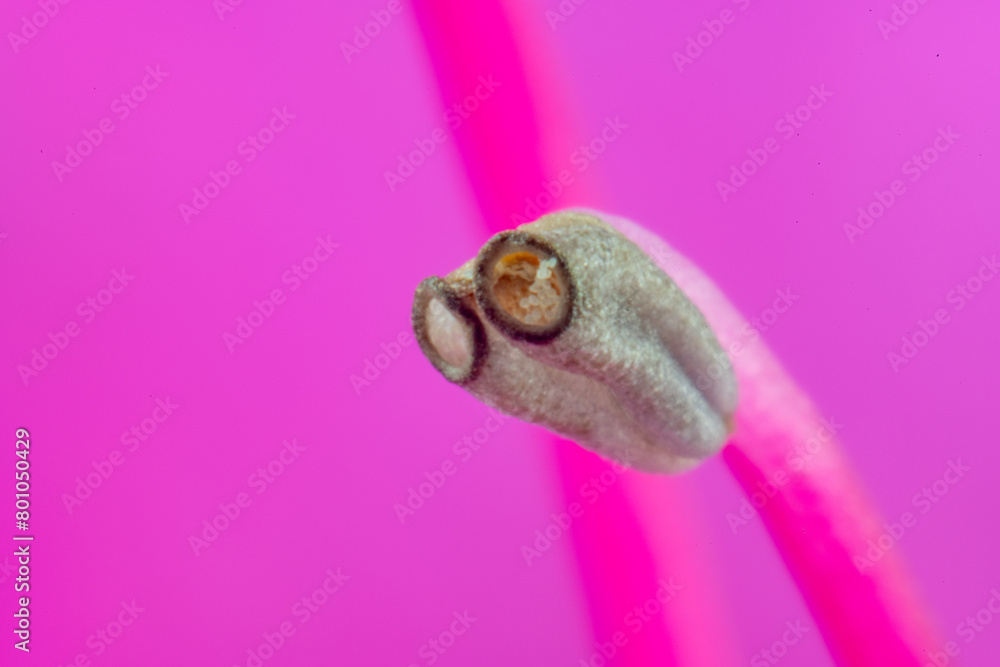 Stamen and pollen of azalea (Rhododendron)