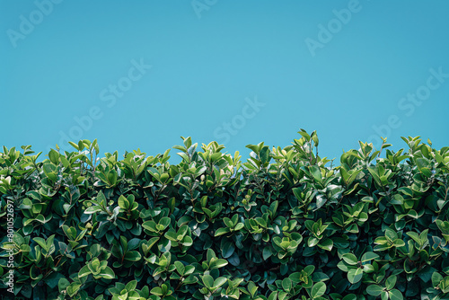 Lush green hedge against a clear blue sky