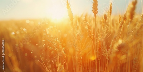 A field of golden wheat with the sun shining on it