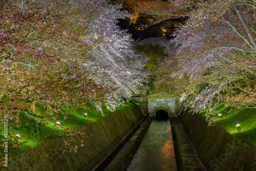 The Lake Biwa Canal during full cherry blossom bloom in Otsu, Shiga Prefecture, Japan illuminated at night. The canal supplies water to neighboring Kyoto and is a famous cherry blossom spot.  photo