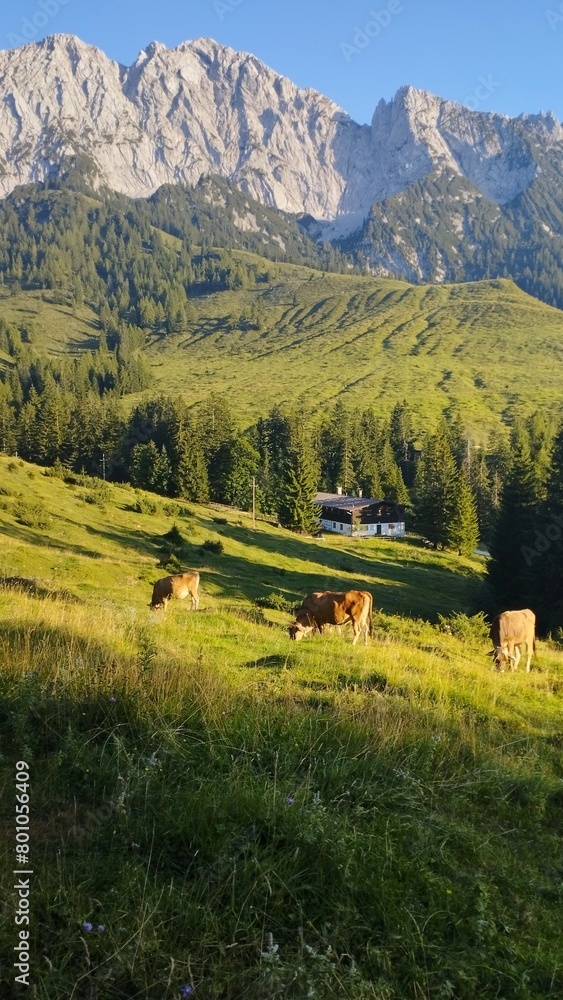 Obraz premium Austrian meadows