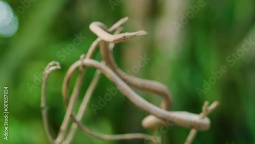 Close up of Langaha madagascariensis commonly known as Malagasy or madagascar leaf nosed snake. Madagascar Island. photo