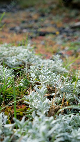 forest greens