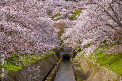 The Lake Biwa Canal in Otsu, Shiga Prefecture, Japan. The canal supplies water to neighboring Kyoto and is a famous cherry blossom viewing spot.