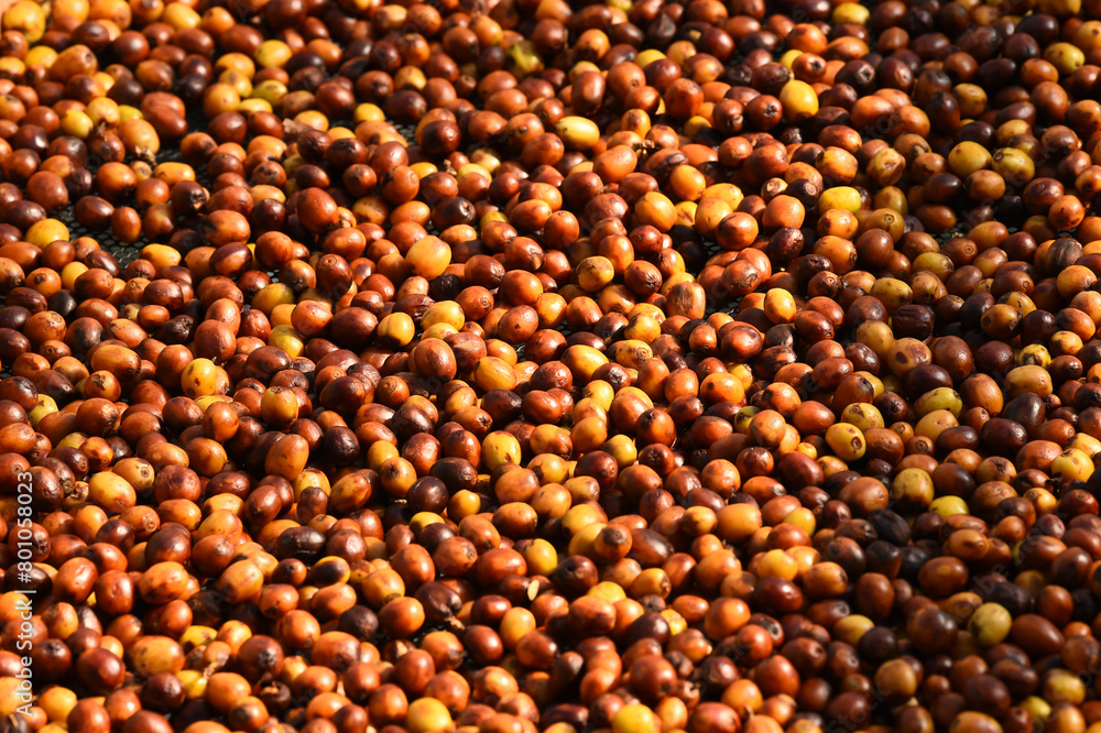 Coffee beans drying in the sun Coffee beans drying in the sun