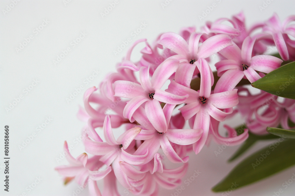 Pink hyacinth close-up. Flower on white background with copy space.