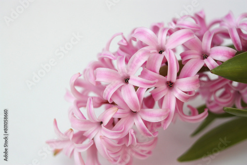 Pink hyacinth close-up. Flower on white background with copy space.
