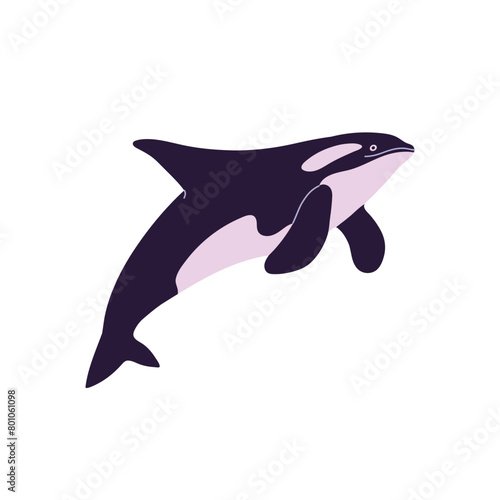 Cute big orca. Killer whale swimming, jump above water. Antarctic, arctic shark, dangerous dolphin predator. Underwater animal, fauna of cold sea. Flat isolated vector illustration on white background