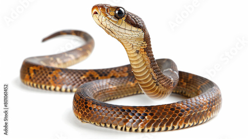 A stunning king cobra, alone against a white backdrop.