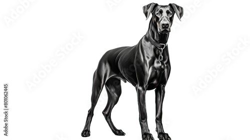 Doberman Pinscher in an alert stance isolated on Transparent Background. AI generative