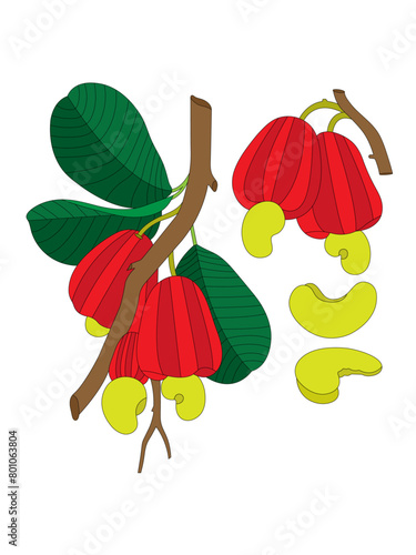 Cashew Fruit