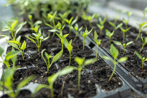 Fotografie Seedlings on the balcony