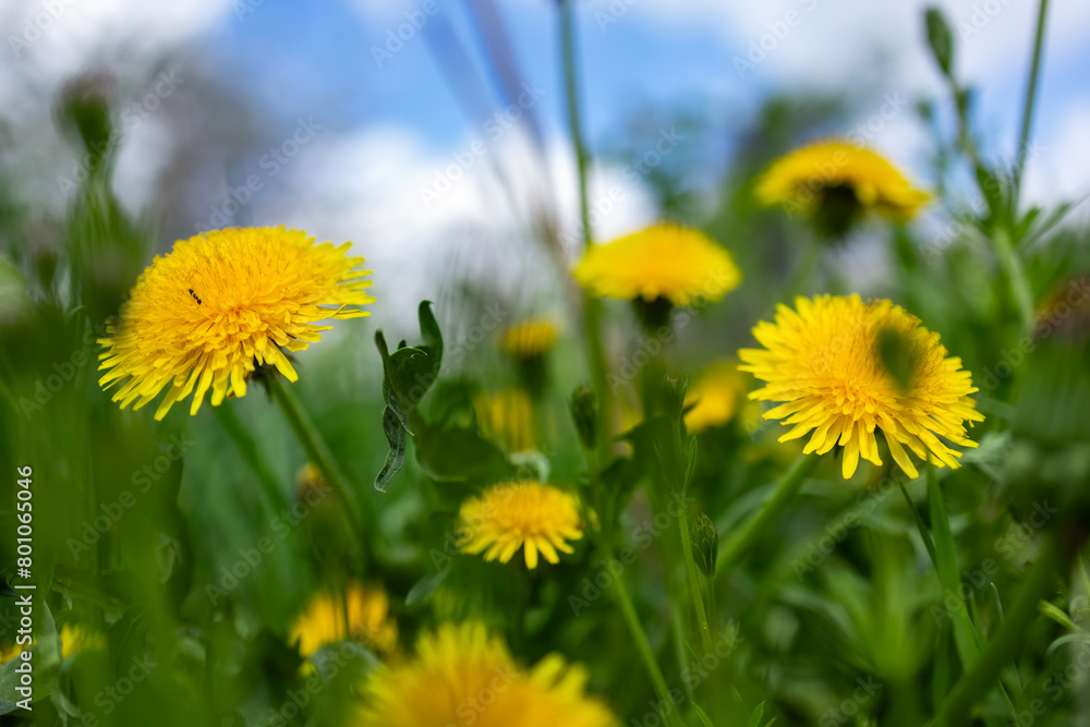 Pretty summer field. Dandelion against sunny blue sky Pretty summer field. Dandelion against sunny blue sky