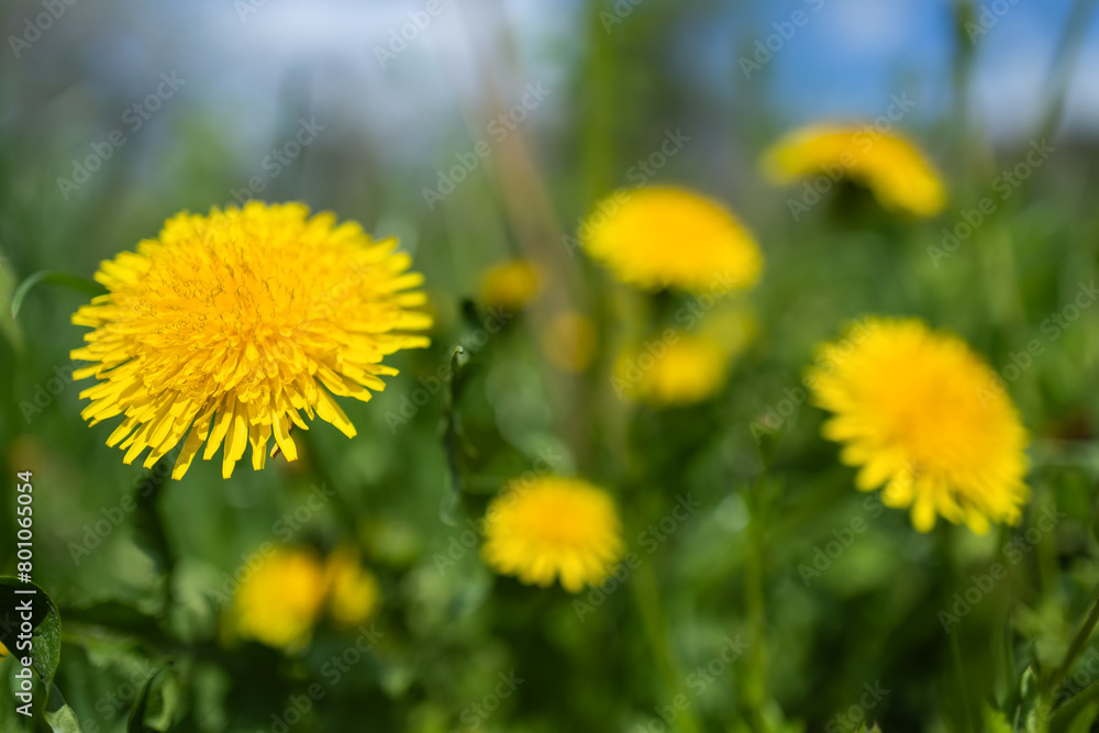 Spring green lawn with yellow dandelion flowers. Spring. Background Spring green lawn with yellow dandelion flowers. Spring. Background