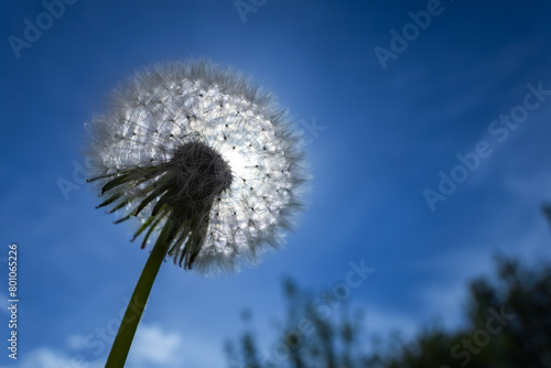 dandelion on the background of the sun. Nature and floral botany