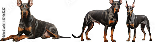 Doberman Pinscher in an alert stance isolated on Transparent Background. AI generative