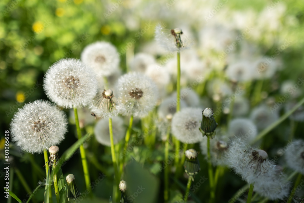Wildflowers dandelions. Spring flowers close up Wildflowers dandelions. Spring flowers close up