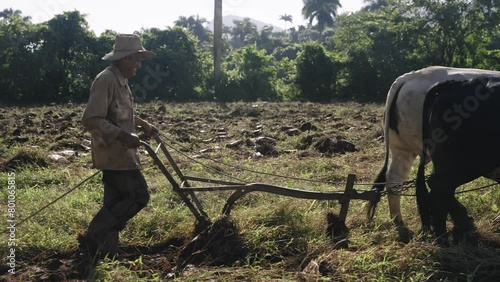 Old man Plowing and cultivating land with oxes - Traditional farming in Latin America Cuba