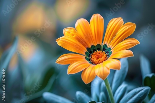 Bright Gazania Flower in a Garden  African Daisy Plant in Yellow and Orange Colors with Nature s