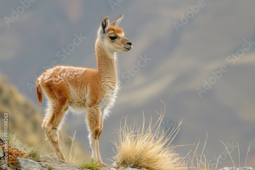 Young Vicuna Grazing Near Colca Canyon in Peru - Wildlife and Flora of Vale Region Captured photo