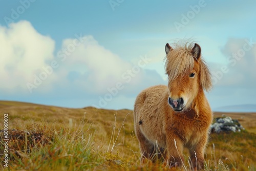 Majestic Beauty of a Shetland Pony on Scottish Moor. Ungulate Mammal with Breathtaking Landscape