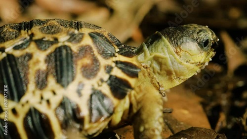 Close up of Face of a Spider tortoise (Pyxis arachnoides). Tropical rainforest of Madagascar island. photo