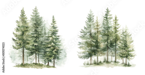 Watercolor impression of evergreen trees photo