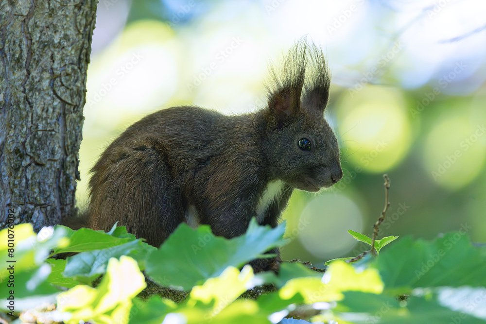common european squirrel up in the tree common european squirrel up in the tree