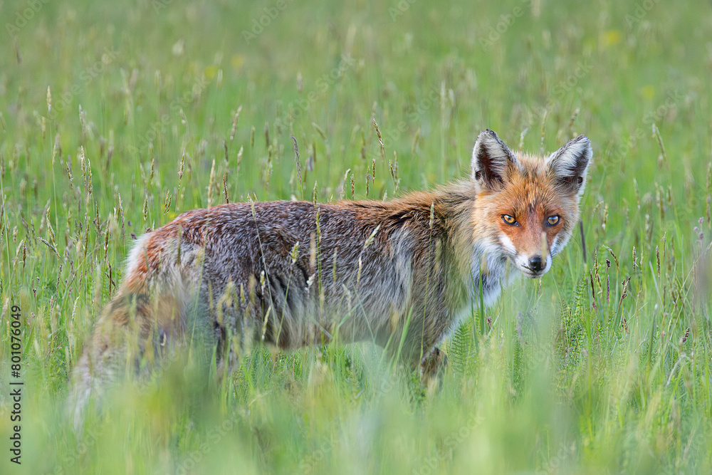 Fototapeta premium curious wild fox looking at the camera