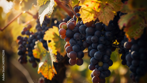 Ripe grape bunches hang in vineyard autumn harvest, AI Generative.
