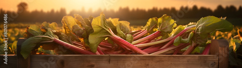 Rhubarb leafstalks harvested in a wooden box in a field with sunset. Natural organic vegetable abundance. Agriculture, healthy and natural food concept. Horizontal composition, banner. photo