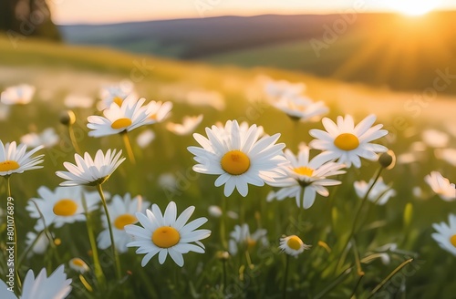 Landscape of blooming white daisies in a field accented by the setting sun. The grassy meadow is blurred, creating a sunrise effect.