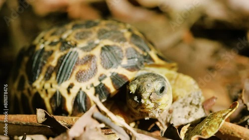 Close up of Face of a Spider tortoise (Pyxis arachnoides). Tropical rainforest of Madagascar island. photo