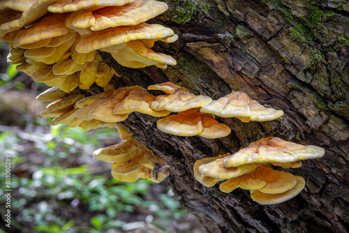 Mushroom Laetiporus sulphureus commonly known as Chicken of woods photo