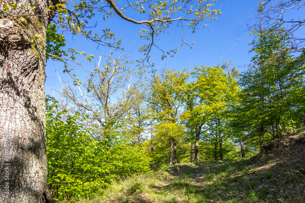 Sunny spring deciduous forest with green leaves, path and blue sky Sunny spring deciduous forest with green leaves, path and blue sky