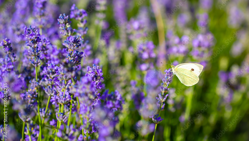 Butterflies on spring lavender flowers under sunlight. Beautiful landscape of nature with a panoramic view. Hi spring. long banner Butterflies on spring lavender flowers under sunlight. Beautiful landscape of nature with a panoramic view. Hi spring. long banner