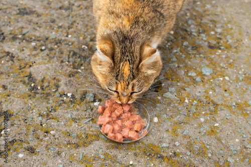 feral free range cat eating canned meat with sauce or wet cat food outside. brown beige cats head close-up top view photo