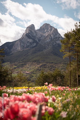 landscape with flowers